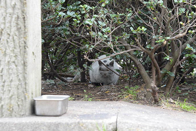 太田区のねこ