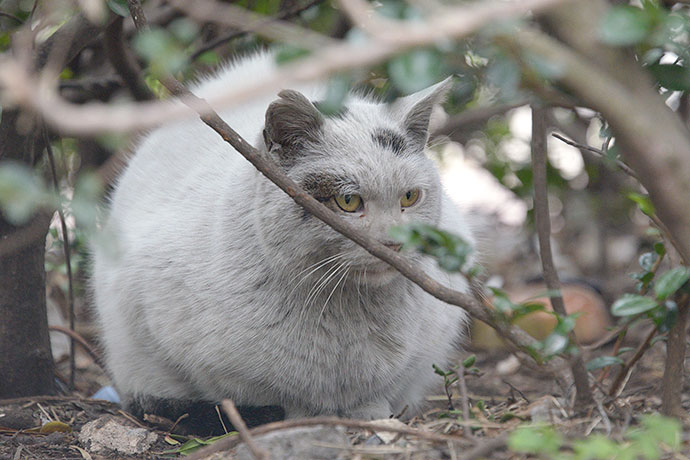 太田区のねこ
