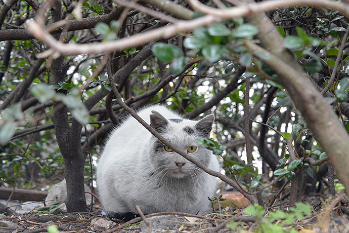 太田区のねこ