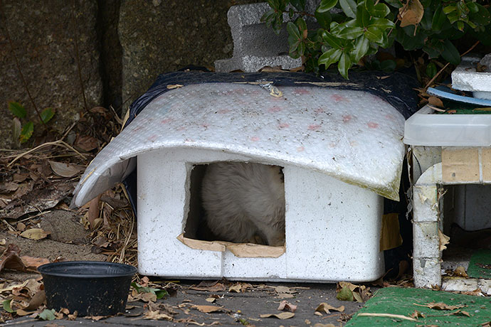 太田区のねこ