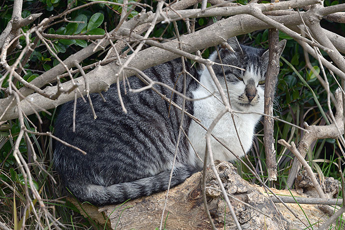 太田区のねこ