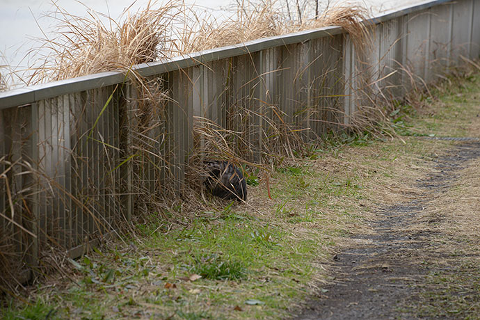 太田区のねこ