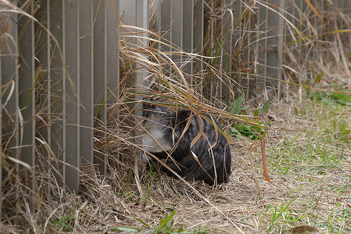 太田区のねこ