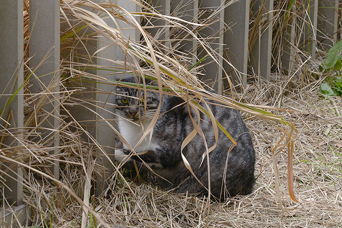 太田区のねこ
