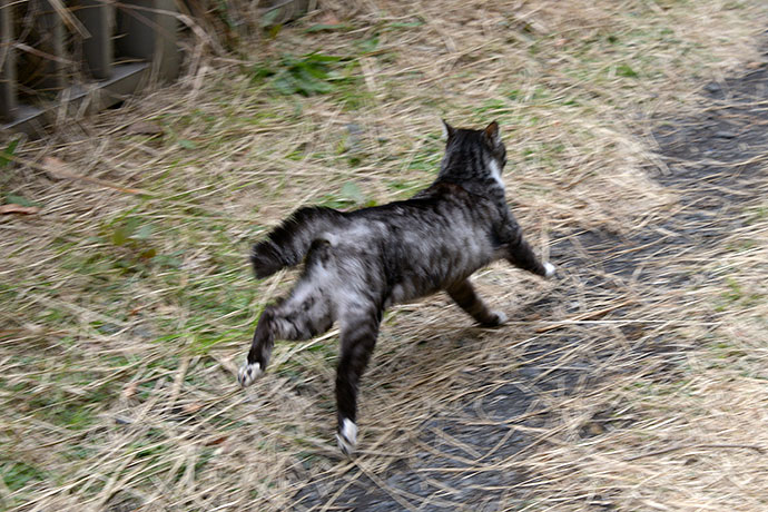 太田区のねこ