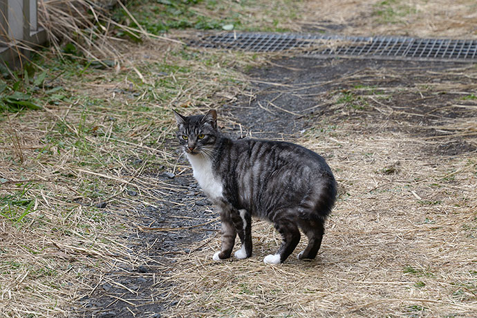 太田区のねこ