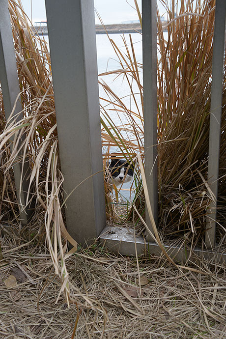 太田区のねこ