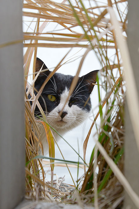 太田区のねこ