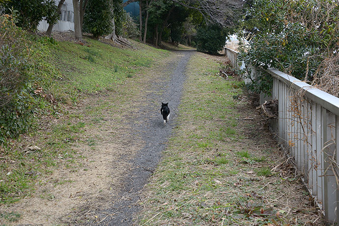 太田区のねこ