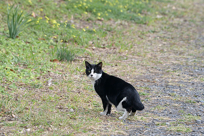 太田区のねこ