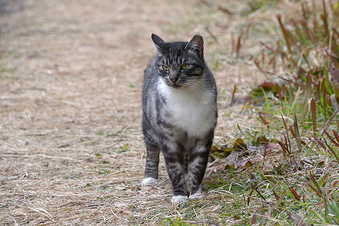 太田区のねこ