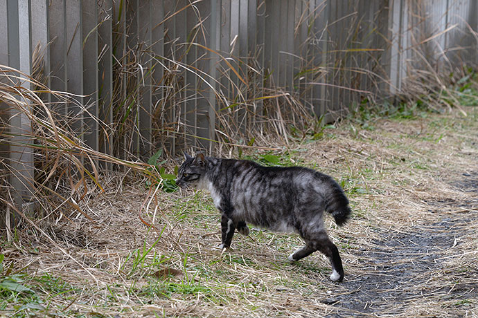 太田区のねこ