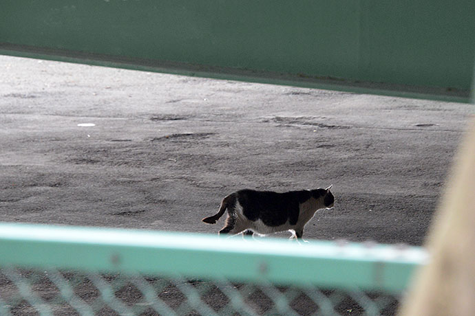 太田区のねこ