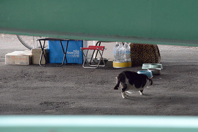 太田区のねこ