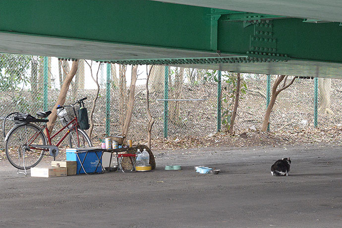 太田区のねこ