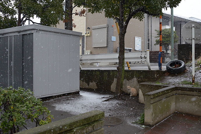 太田区のねこ