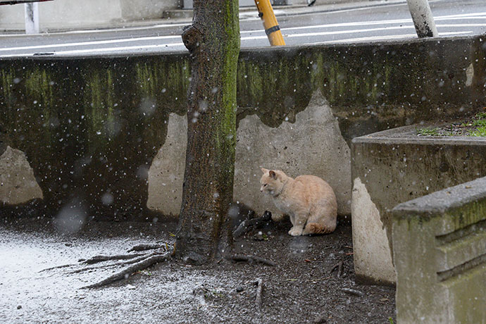 太田区のねこ