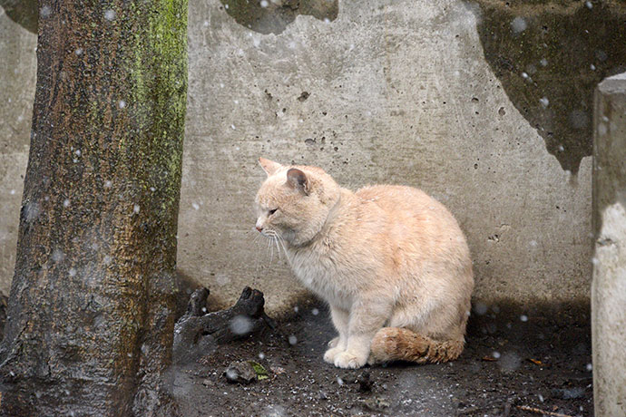 太田区のねこ