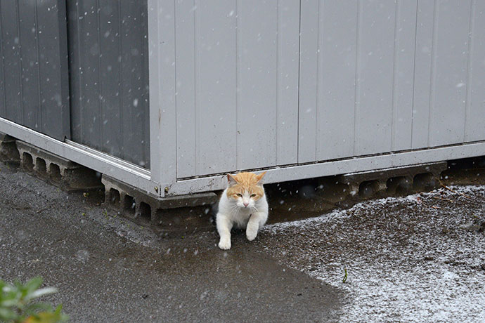 太田区のねこ