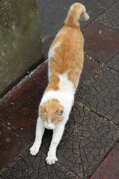 太田区のねこ