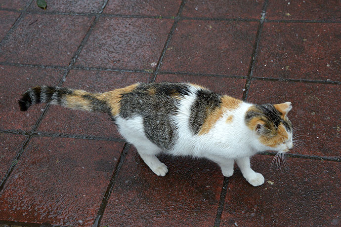 太田区のねこ