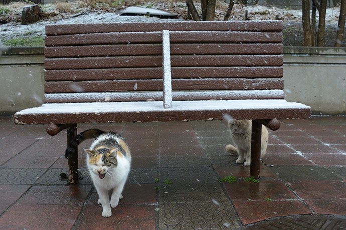 太田区のねこ