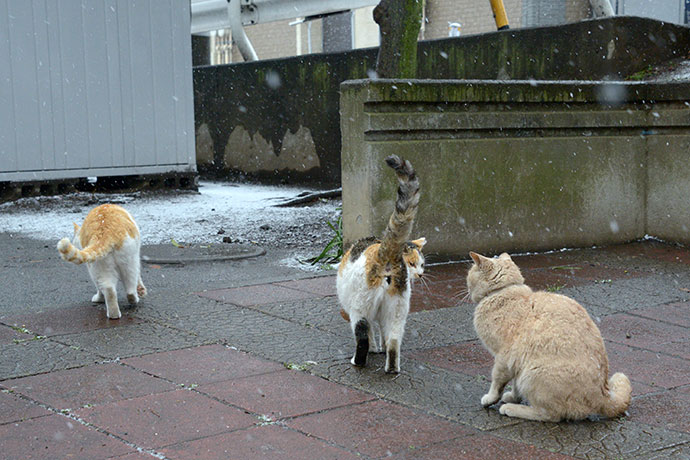 太田区のねこ