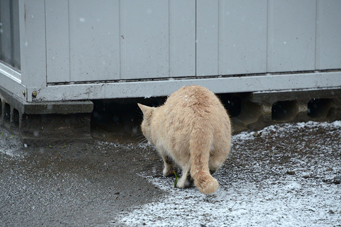 太田区のねこ