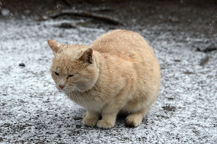 太田区のねこ