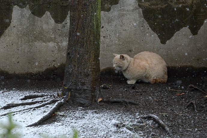 太田区のねこ