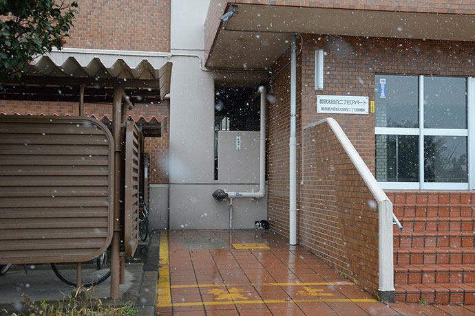 太田区のねこ
