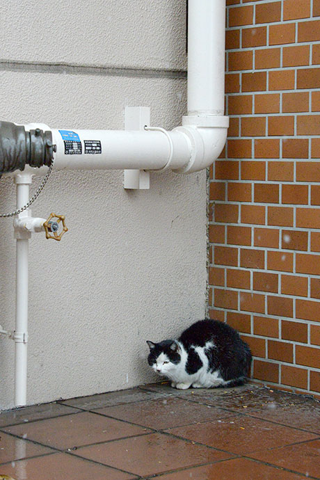 太田区のねこ