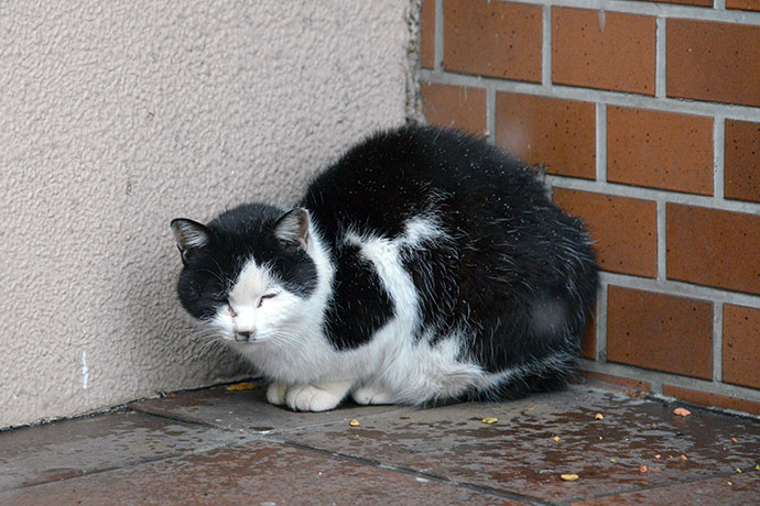 太田区のねこ