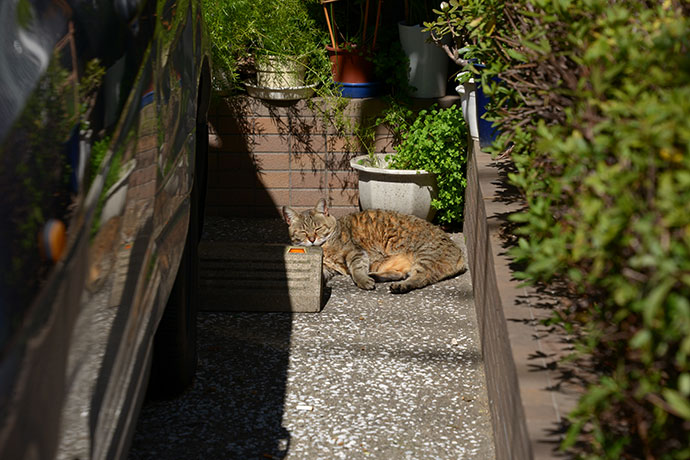 太田区のねこ