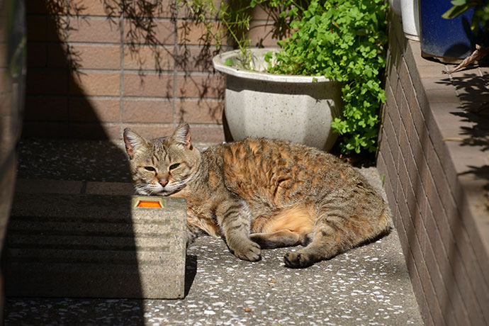 太田区のねこ