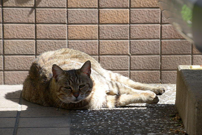 太田区のねこ