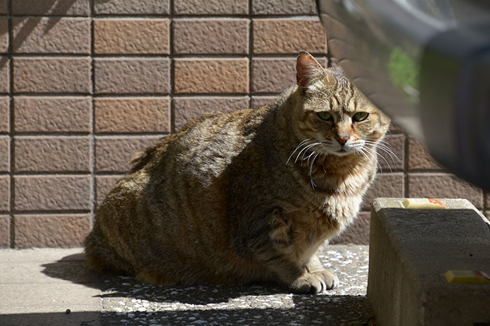 太田区のねこ