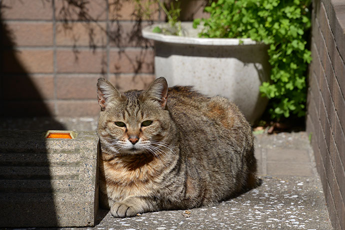 太田区のねこ