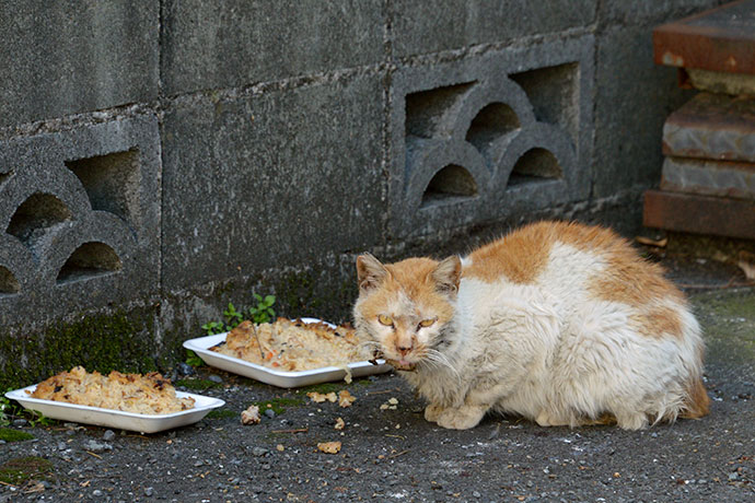 太田区のねこ