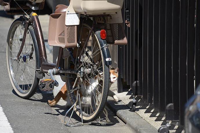太田区のねこ