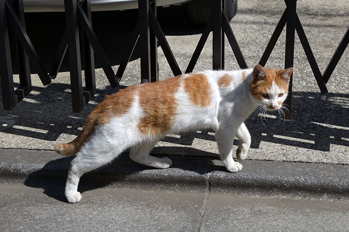太田区のねこ