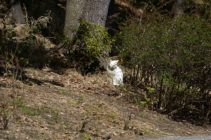太田区のねこ