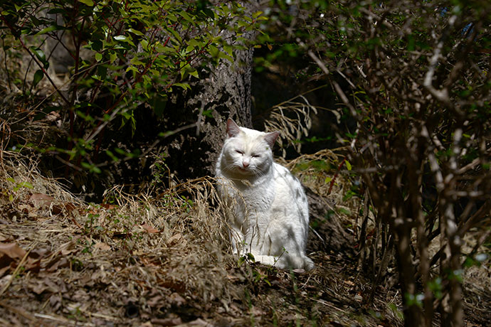 太田区のねこ
