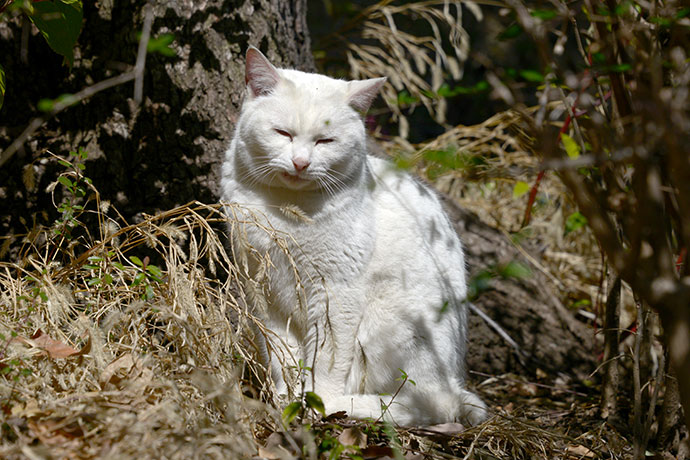 太田区のねこ