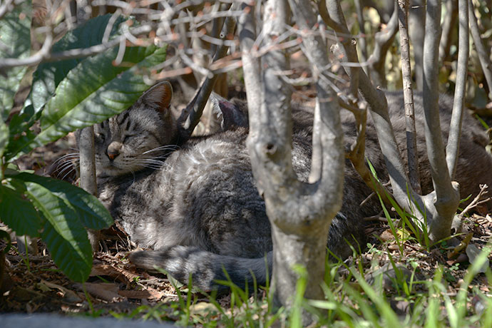 太田区のねこ