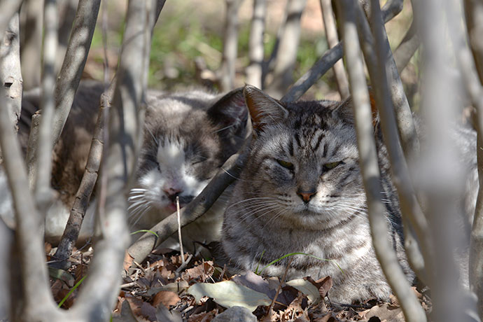 太田区のねこ