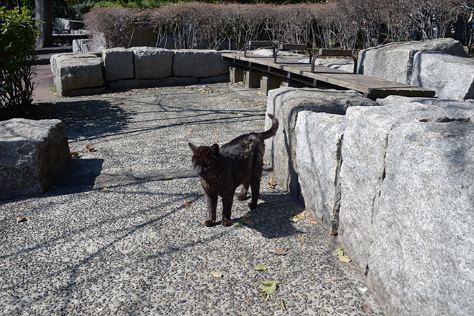 太田区のねこ