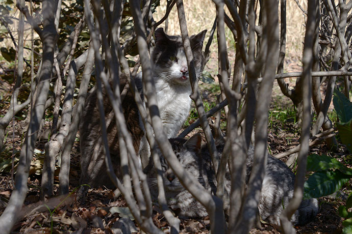 太田区のねこ