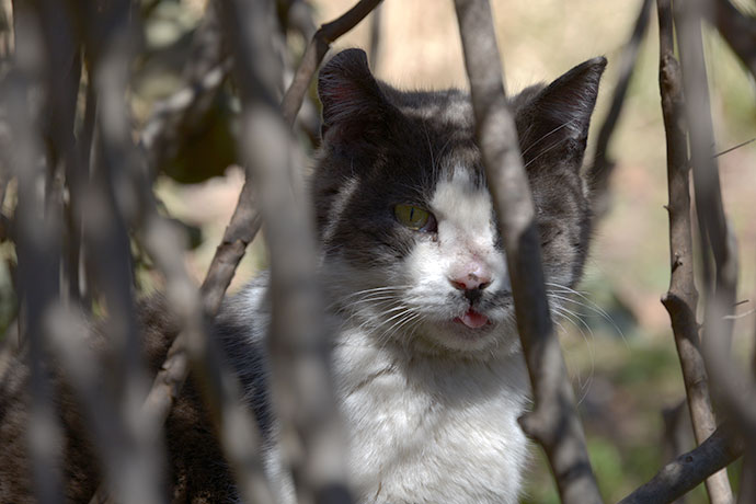太田区のねこ