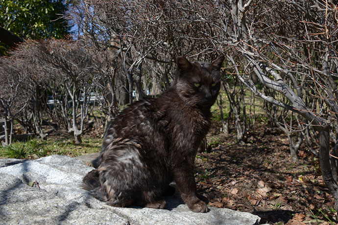 太田区のねこ